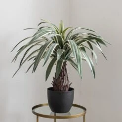 Artificial Dracaena Plant In Black Plant Pot -Dunelm Store 1000161718 alt01