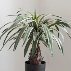 Artificial Dracaena Plant In Black Plant Pot -Dunelm Store 1000161718 alt02
