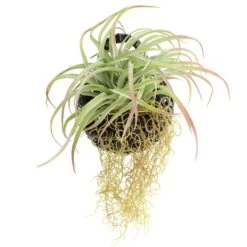 Artificial Hanging Grass In Black Hanging Wall Basket -Dunelm Store 1000183204 alt03