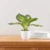Artificial Dieffenbachia In White Plant Pot -Dunelm Store 30672986