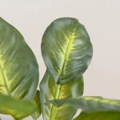 Artificial Dieffenbachia In White Plant Pot -Dunelm Store 30672986 alt01