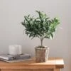 Churchgate Artificial Small Olive Tree In Woven Plant Pot 10 Churchgate Artificial Small Olive Tree In Woven Plant Pot -Dunelm Store 30730245