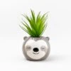 Artificial Succulent In Sloth Plant Pot