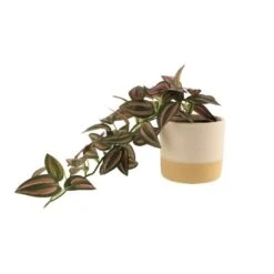 Artificial Trailing Tradescantia In White Ceramic Plant Pot -Dunelm Store 30827287 alt02