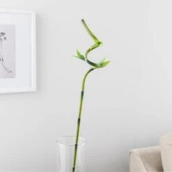 Artificial Lucky Bamboo Stem -Dunelm Store 30864041 alt01