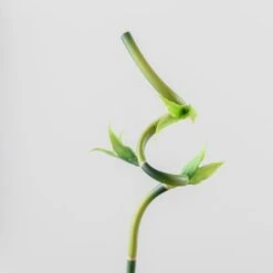 Artificial Lucky Bamboo Stem -Dunelm Store 30864041 alt02