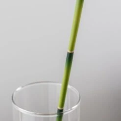 Artificial Lucky Bamboo Stem -Dunelm Store 30864041 alt03