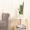 Artificial Sansevieria Plant In Cream Cement Plant Pot