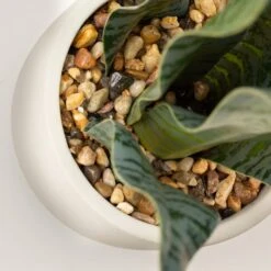 Artificial Sansevieria Plant In Cream Cement Plant Pot -Dunelm Store 30864287 alt02