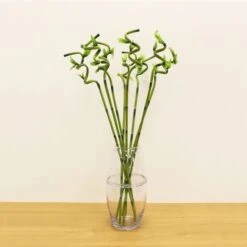 Artificial Lucky Bamboo Stem -Dunelm Store 30870093 alt05