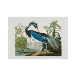 JJ Audubon Louisiana Heron Poster -Dunelm Store 30873297 alt02