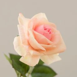 Artificial Pink Rose Stem -Dunelm Store 30897547 alt02