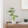 Artificial Cheese Plant In White Cement Plant Pot -Dunelm Store 30918336