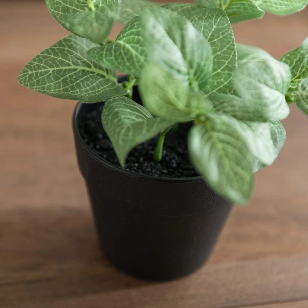 Artificial Fittonia Plant In Black Plant Pot 3 Artificial Fittonia Plant In Black Plant Pot - Image 3