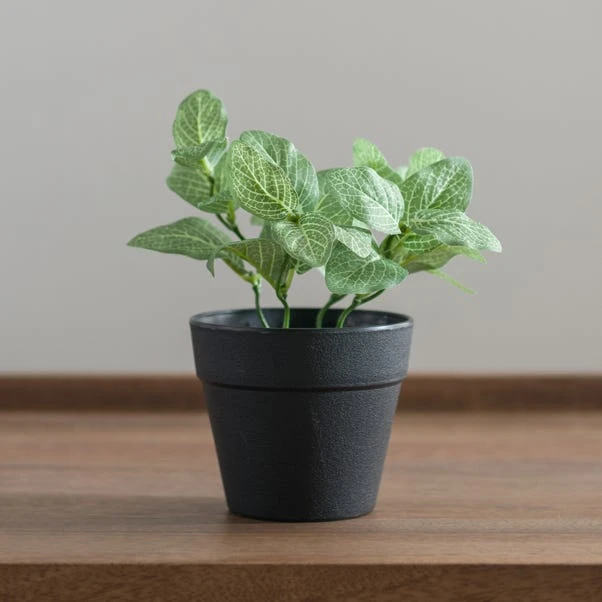 Artificial Fittonia Plant In Black Plant Pot 5 Artificial Fittonia Plant In Black Plant Pot - Image 5