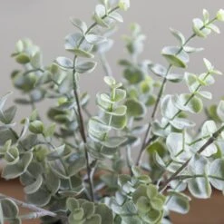 Artificial Eucalyptus Plant In Black Plant Pot -Dunelm Store 30923360 alt01