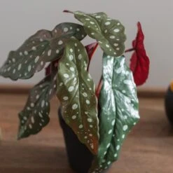 Artificial Begonia Plant In Black Plant Pot -Dunelm Store 30923362 alt02