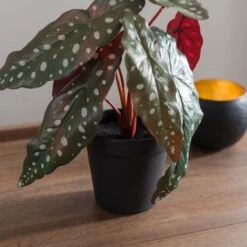 Artificial Begonia Plant In Black Plant Pot -Dunelm Store 30923362 alt03