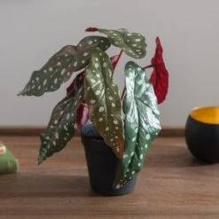 Artificial Begonia Plant In Black Plant Pot -Dunelm Store 30923362 alt04