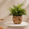 Artificial Fern In Basket