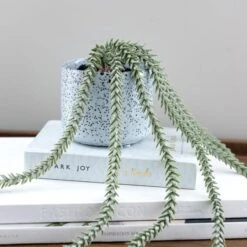 Artificial Trailing Sedum Burros Tail In Speckled Ceramic Plant Pot -Dunelm Store 30965219 alt01