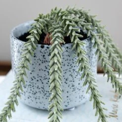 Artificial Trailing Sedum Burros Tail In Speckled Ceramic Plant Pot -Dunelm Store 30965219 alt02