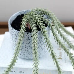 Artificial Trailing Sedum Burros Tail In Speckled Ceramic Plant Pot -Dunelm Store 30965219 alt03
